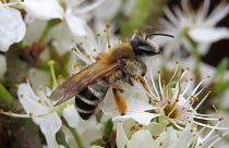 The grey-banded Mining Bee is in danger of decline along with countless other insects