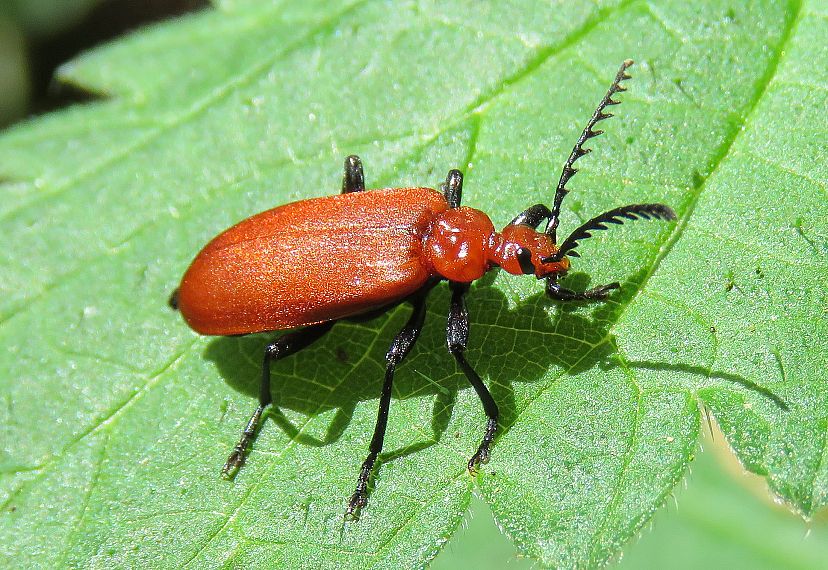 ‘Red flag’: Bug splats on cars reveal a staggering drop in insect ...