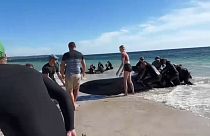 الحيتان على شواطئ أستراليا