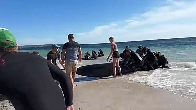 الحيتان على شواطئ أستراليا
