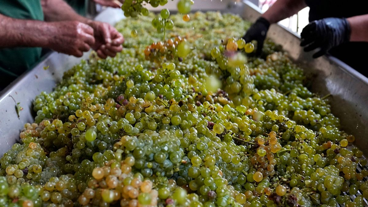 Рабочие проверяют белый виноград совиньона, чтобы удалить сухие листья на заводе Grand Cru Classe de Graves в замке Карбонье.