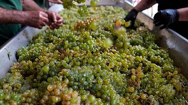 Gli operai controllano le uve bianche di sauvignon per rimuovere le foglie secche al Grand Cru Classe de Graves dello Château Carbonnieux.