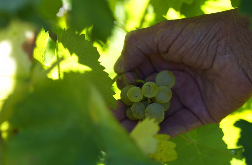 A winemaker harvests grape of the "Prosecco" variety in Colle Umberto, Italy.