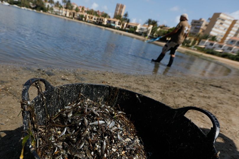 A man collects dead fish that have appeared by the shore of the Isle of Ciervo off La Manga, part of the Mar Menor lagoon in Murcia, Spain in 2019.