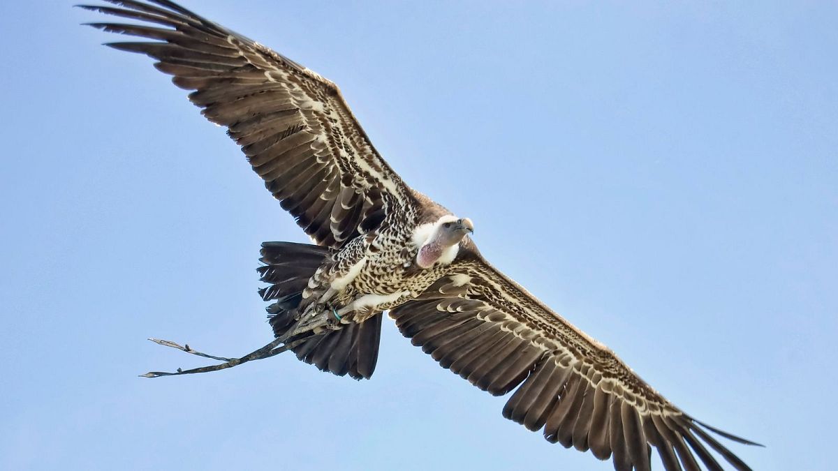 Rüppell's vulture