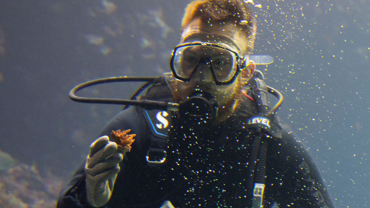 Wild corals are suffering from heat stress. Could this Netherland’s zoo project come to the rescue? thumbnail
