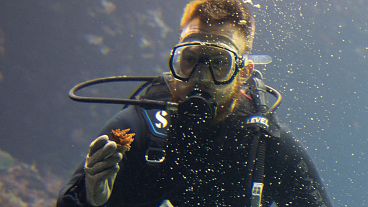 A divers with a self-bred coral from the World Coral Conservatory project amongst at the Burgers' Zoo in Arnhem, Netherlands, 22 April 2024. 