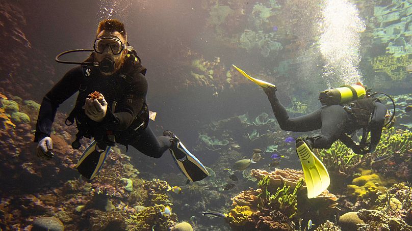 Divers gently nestle the first self-bred corals from the World Coral Conservatory project amongst their cousins at the Burgers' Zoo in Arnhem, Netherlands, 22 April 2024.