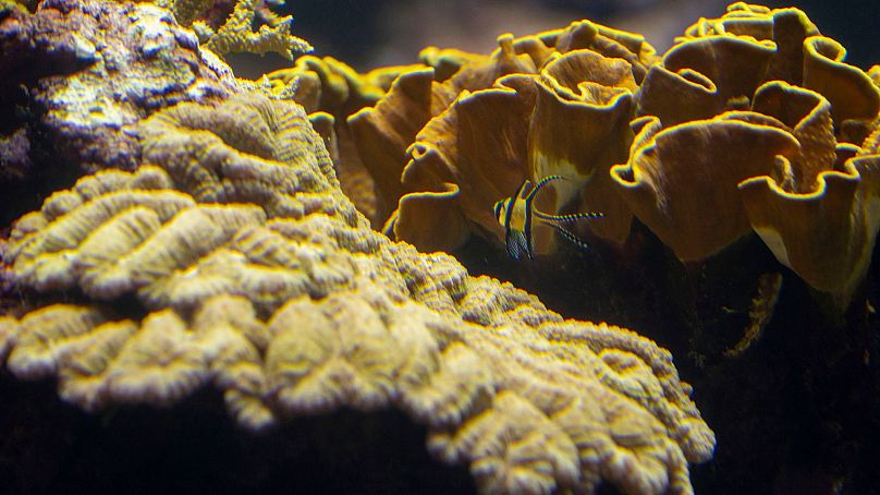 Un pez nada en un arrecife de coral en el zoológico de Burgers en Arnhem, al este de los Países Bajos, el 22 de abril de 2024.