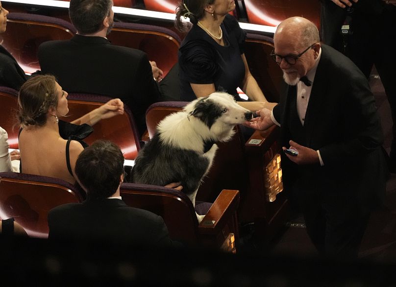 Messi the dog from the film "Anatomy of a Fall" appears in the audience during the Oscars - March 2024