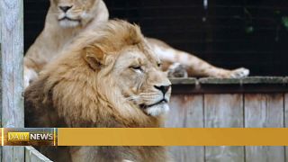 Two stray lions transferred from the Netherlands to South Africa