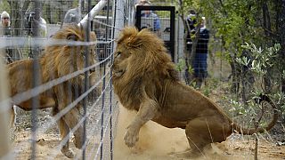 Afrique du Sud : 2 lions transférés des Pays-Bas