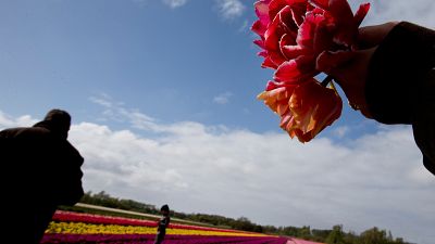 A field of tulips near Lisse, western Netherlands.