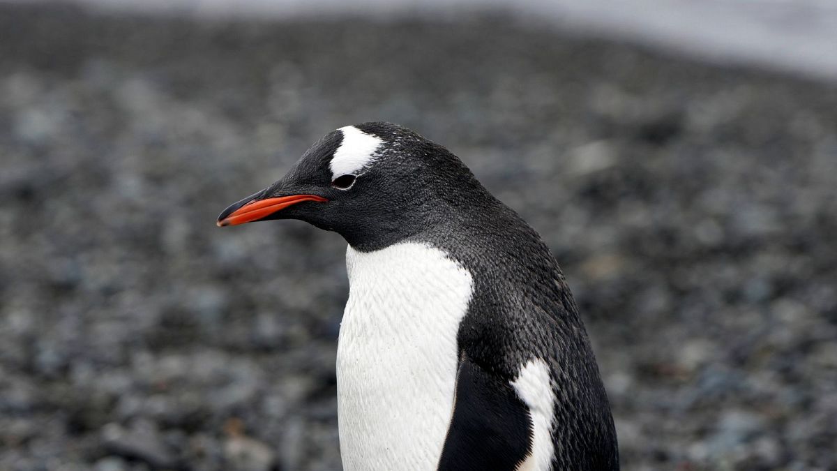 A penguin walks at King George Island's beach, Antarctica, November, 2023. 
