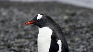 Un pingüino pasea por la playa de la Isla Rey Jorge, en la Antártida, noviembre de 2023. 