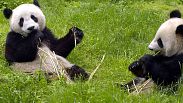 Imagen de unos pandas.