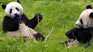 Casal de pandas gigantes Zhu Yu e Jin Xi 