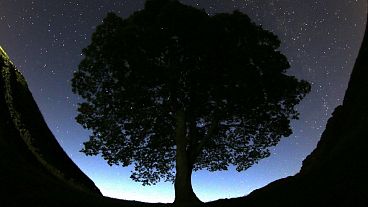 A beautiful view of the stars above Sycamore Gap prior to the Perseid Meteor Shower above Hadrian's Wall near Bardon Mill, England, August 2015.