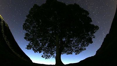 A beautiful view of the stars above Sycamore Gap prior to the Perseid Meteor Shower above Hadrian's Wall near Bardon Mill, England, August 2015.