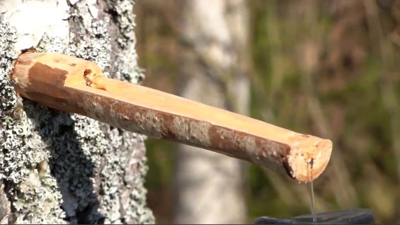Tapping birch water in Latvia