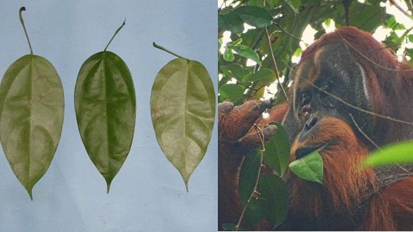 اورانگوتان پارک ملی اندونزی در حال مصرف گیاه دارویی «آکار کونینگ»
