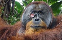 A wound on Rakus, a wild male Sumatran orangutan in Gunung Leuser National Park, Indonesia, on 23 June 2022, two days before he applied chewed leaves from a medicinal plant.
