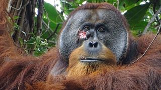 Una ferita su Rakus, un orango di Sumatra maschio selvatico nel Parco nazionale di Gunung Leuser, Indonesia, il 23 giugno 2022, due giorni prima che applicasse le foglie masticate di una pianta medicinale.