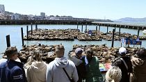 Tourists observe hundreds of sea lions gathered on the docks at Pier 39.