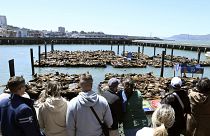 Cerca de mil leões-marinhos ocupam cais 39 de São Francisco