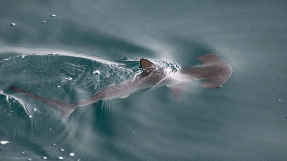 ‘An amazing discovery’: Scientists hit upon first nursery for hammerhead sharks in the Galápagos thumbnail