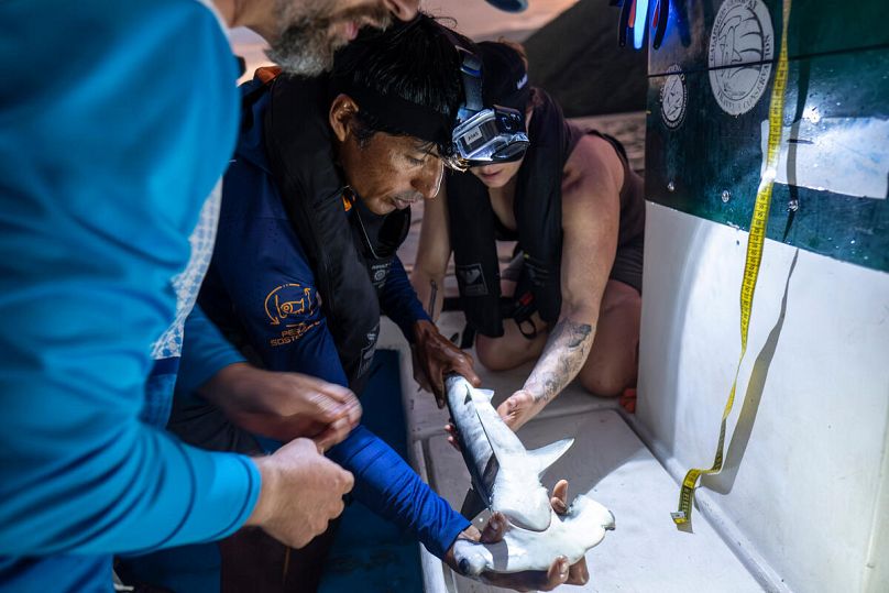 Researchers establish the gender of a juvenile smooth hammerhead shark in the Galápagos, Ecuador, March 2024.