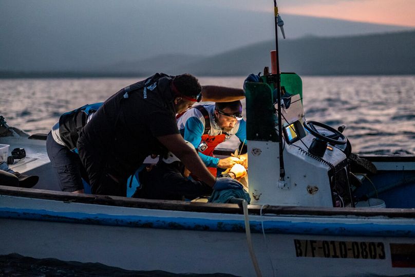 Dr Alex Hearn tags a silky shark during a tagging operation in the Galapagos Islands, Ecuador.