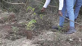 Kenya : le bambou comme rempart contre la pollution de l'air 