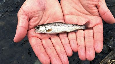 AP A juvenile coho salmon is held by a fish biologist at the Lostine River, March 2017, in Lostine, Ore. Photo/Gillian Flaccus, File