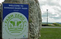 El proyecto Farm Zero C busca crear una granja lechera que sea climáticamente neutra: ¿Es posible?