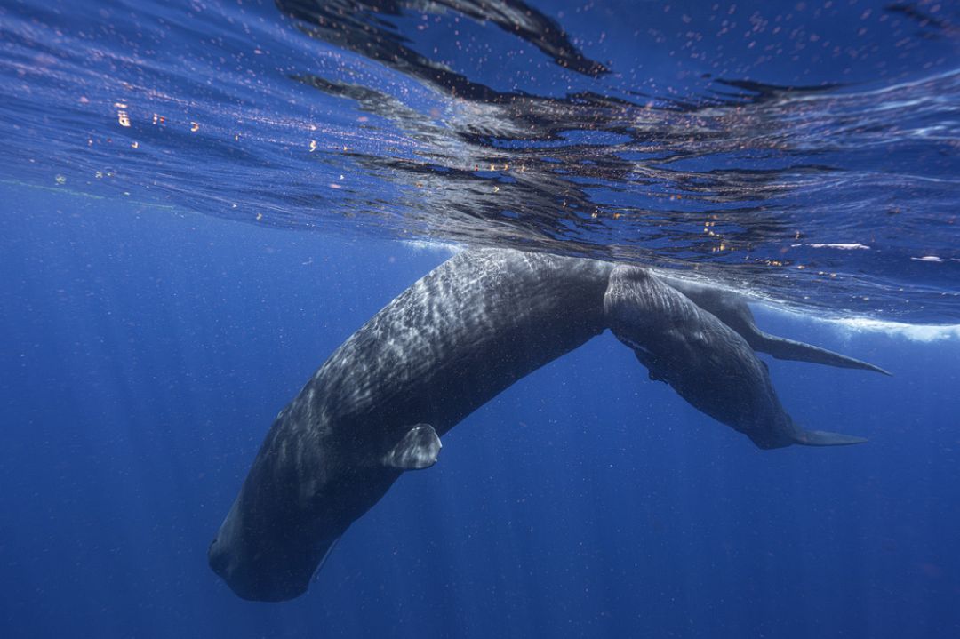 Sperm whale communication could be remarkably close to human languages ...