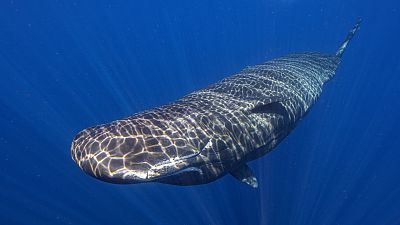 Scientists studying the sperm whales that live around the Caribbean island have described for the first time the basic elements of how they might be talking to each other.