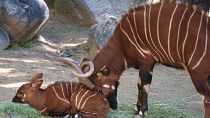 Critically endangered mountain bongos released into the wild in Kenya
