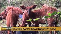 Critically endangered mountain bongos released into the wild in Kenya