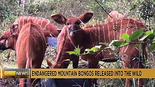 Kenya : les autorités relâchent des bongos dansla nature