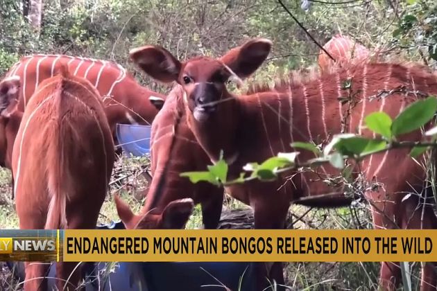 Kenya : les autorités relâchent des bongos dansla nature