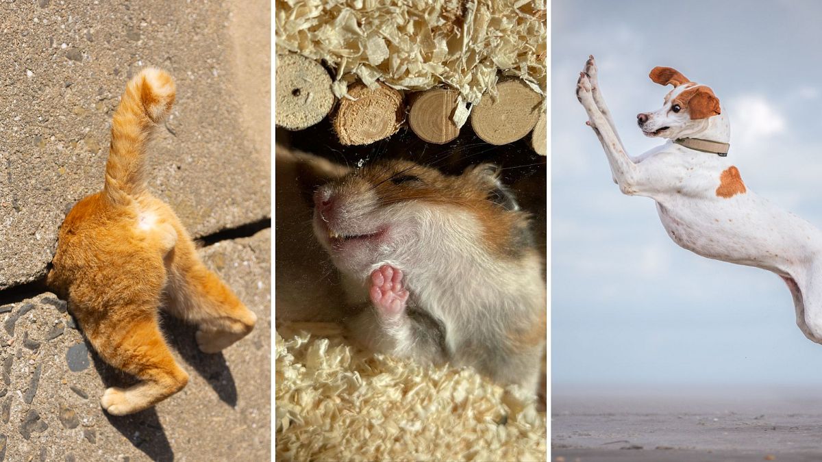 Comedy Pet Photo Awards 2024 : découvrez l’hilarant finaliste à fourrure de cette année