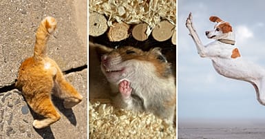 Comedy Pet Photo Awards 2024: Check out this year's hilarious ...