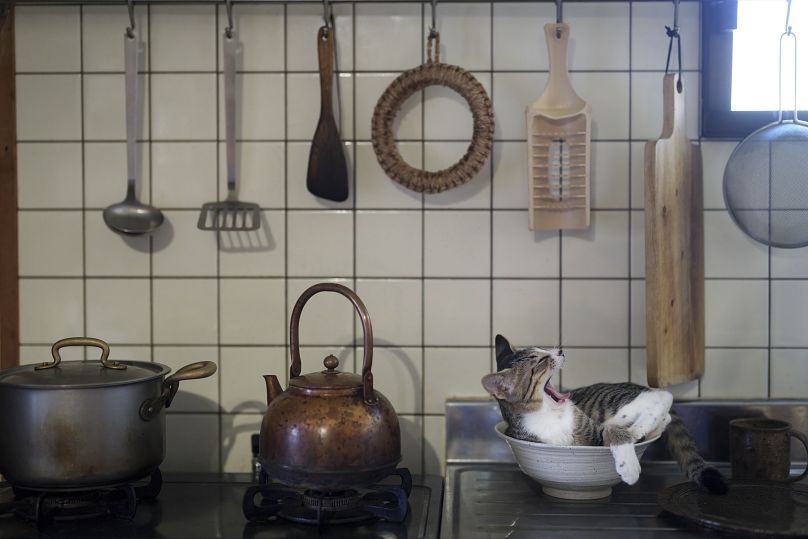 Kitty in the kitchen by Atsuyuki Ohshima