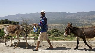 Maroc : à Beni Ammar, le Festival de l'âne revient pour sa 13e édition