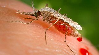 Paludisme : une baisse de contamination grâce au changement climatique ?