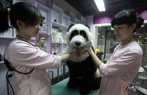 صباغة كلب بالأبيض والأسود في الصين/ أرشيف