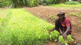 Ghana : des agriculteurs dénoncent le danger des cultures OGM