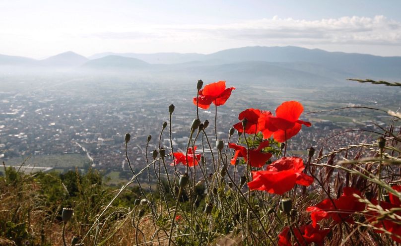 Virágzik a mák Tetovo mellett, a Sár-hegységen, 2021 júniusában