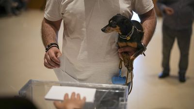 ناخب يحمل جروه أثناء إدلائه بصوته في الانتخابات الإقليمية في كاتالونيا في بلدة لا روكا ديل فاليس، شمال برشلونة، الأحد 12 مايو/أيار 2024.